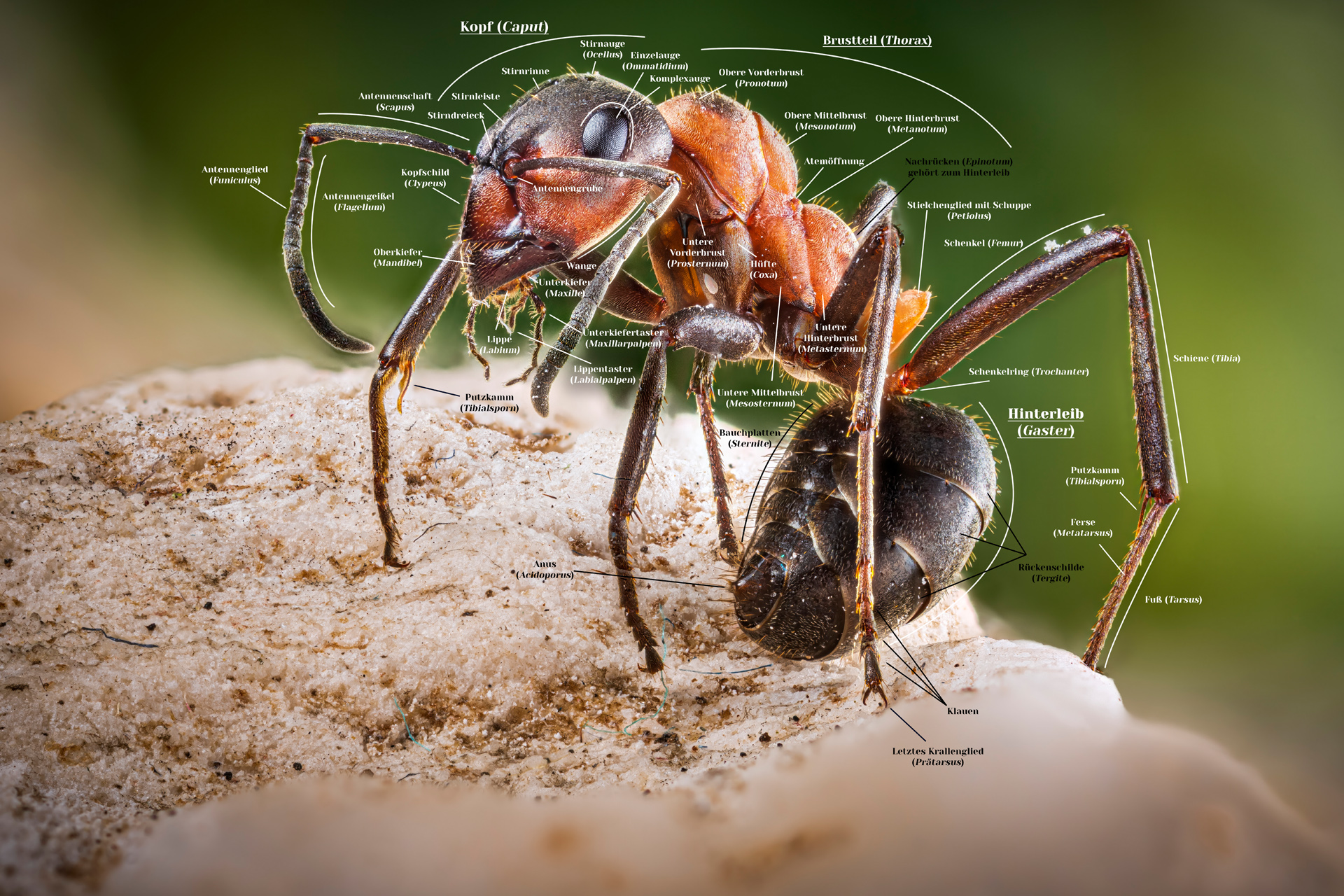 Anatomie einer Ameise am Beispiel einer Formica rufa Arbeiterin